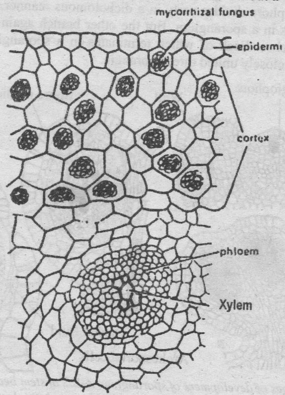 mycorrhizal